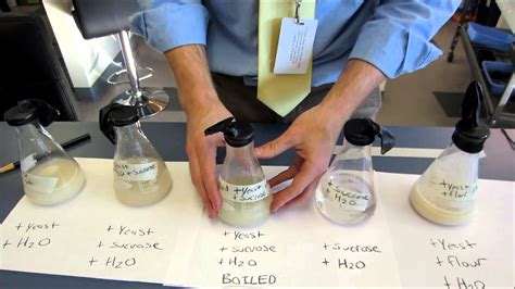 yeast and sugar fermentation|yeast and sugar experiment results.